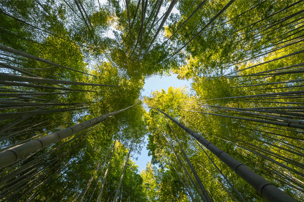 Floresta de árvores de reflorestamento, demonstrando o que mudou na hierarquia Lixo Zero em 2025: a nova orientação global da ZWIA